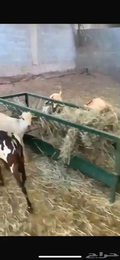 نعيمى 7