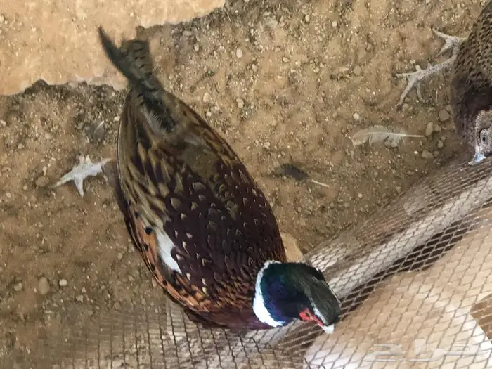 الصقور مالها إلا الفزن 8