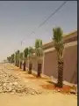 نقوم بتوريد أنخيل وغرسه توريد وتركيب شامل بمجمع انواع أنخيل 5