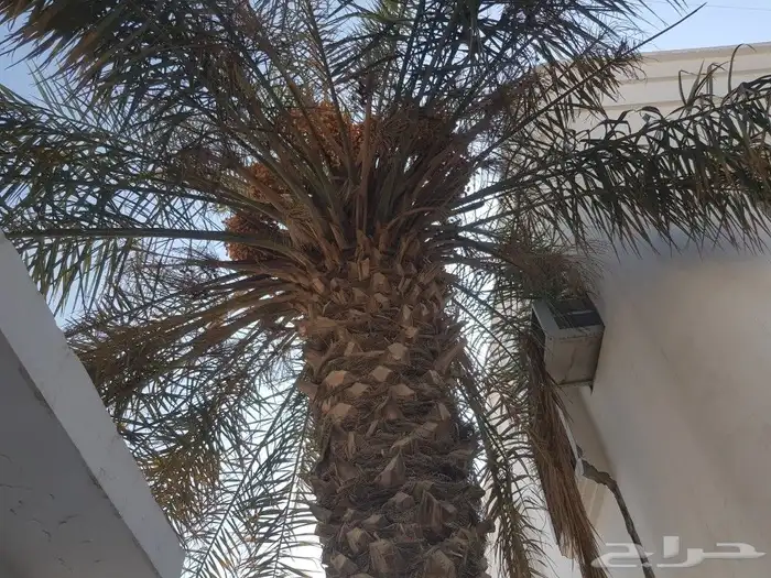 نخله خلاص مثمره اللبيع مجانا لطول 5 متر للتواصل جوال 1