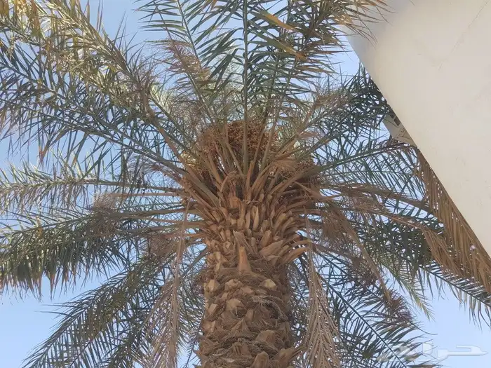 نخله خلاص مثمره اللبيع مجانا لطول 5 متر للتواصل جوال 0