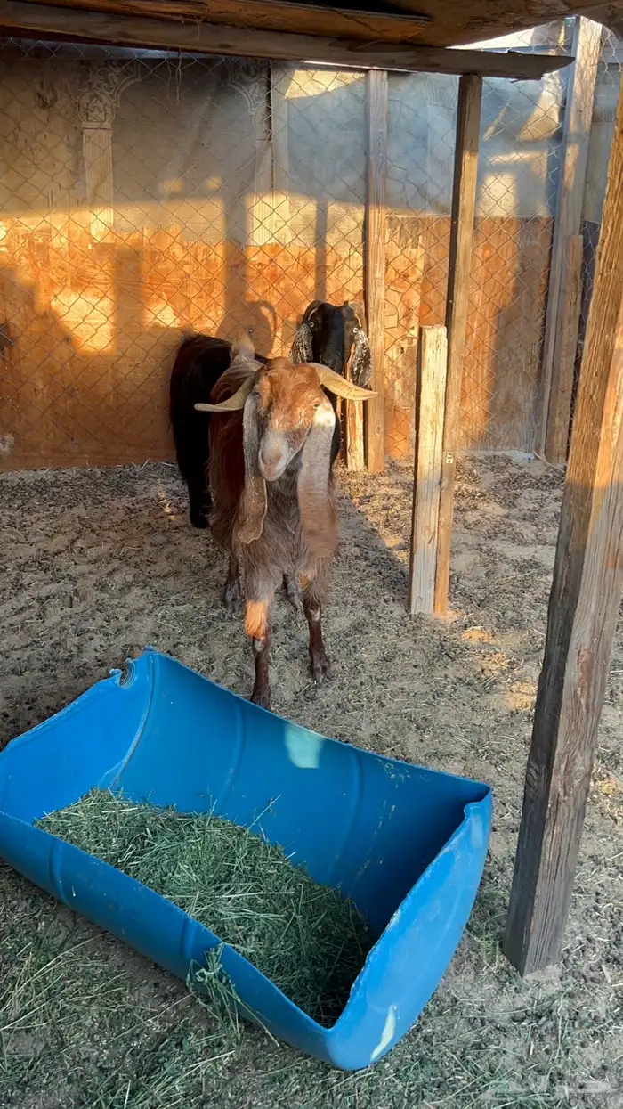 معزا دفيع فحص سونار الموقع العويرض التواصل على 1