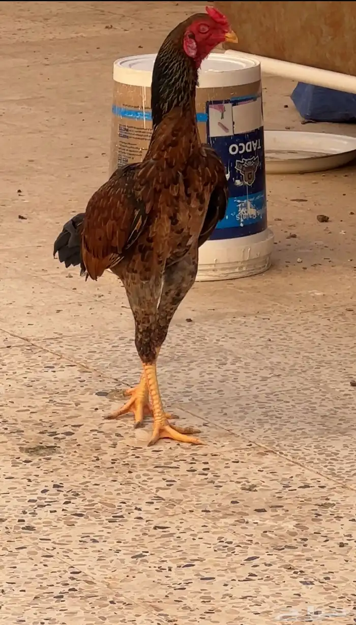 ديك شامو ياباني 0