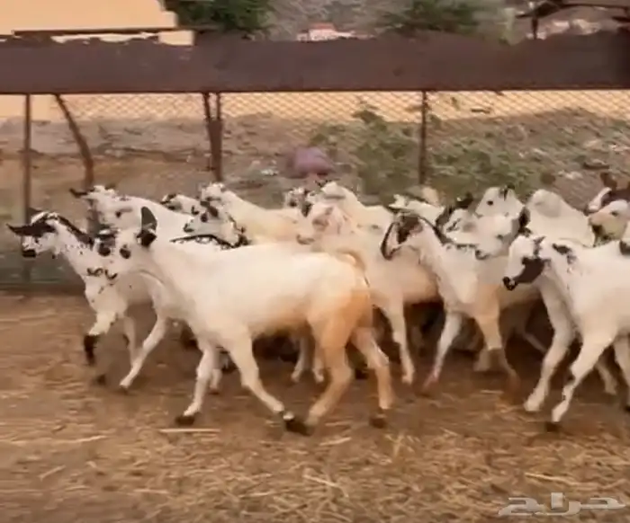 تيوس وجفرات بيشيات 0