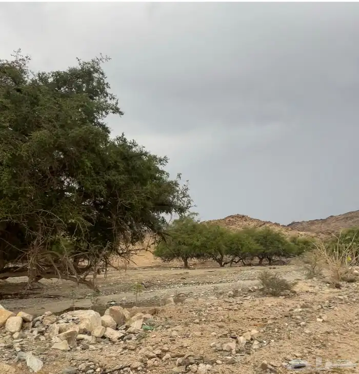 عسل سدر من انتاج مناحلنا (عرض خاص) 4