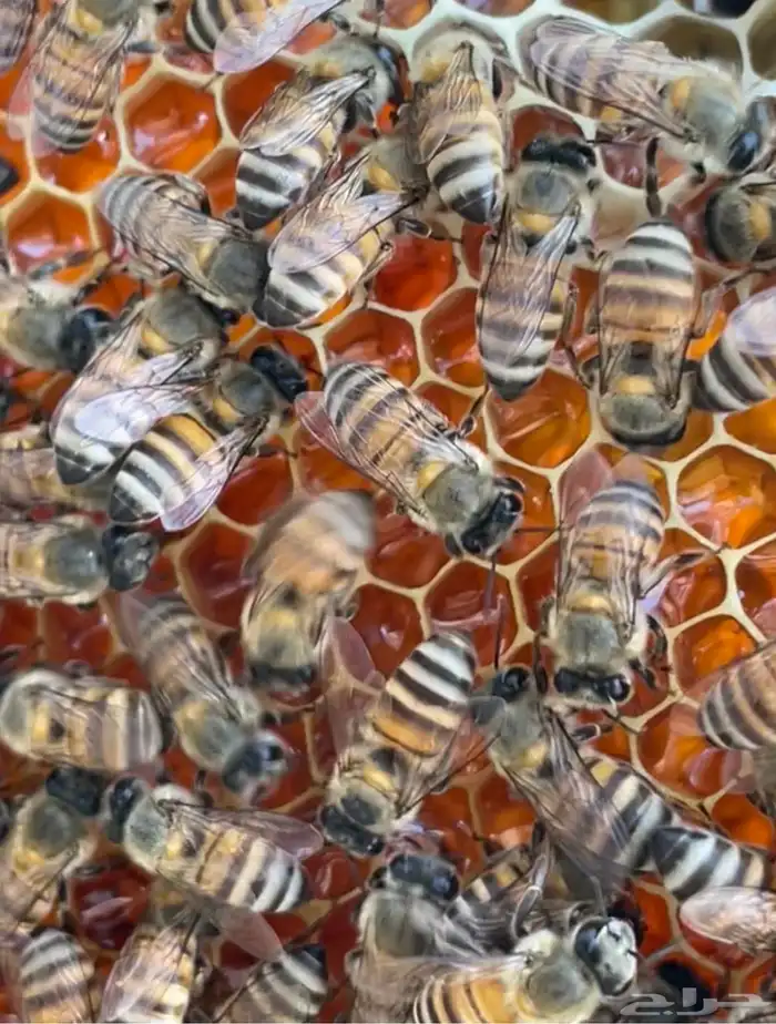 عسل سدر من انتاج مناحلنا (عرض خاص) 1