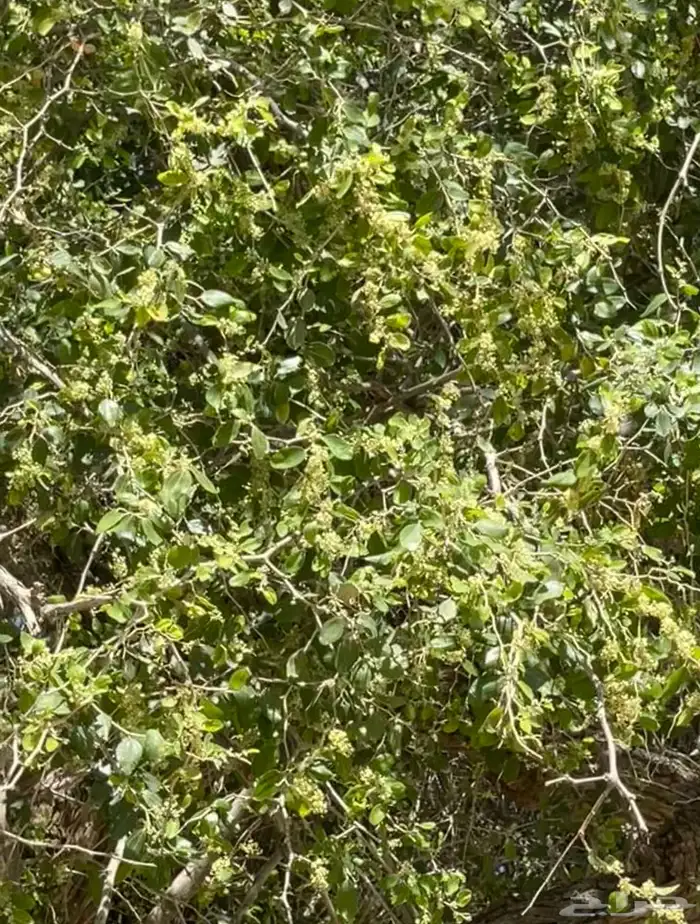 عسل سدر من انتاج مناحلنا (عرض خاص) 3