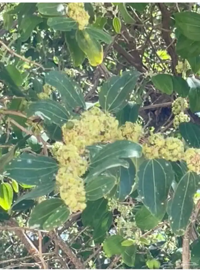 عسل سدر من انتاج مناحلنا (عرض خاص) 2