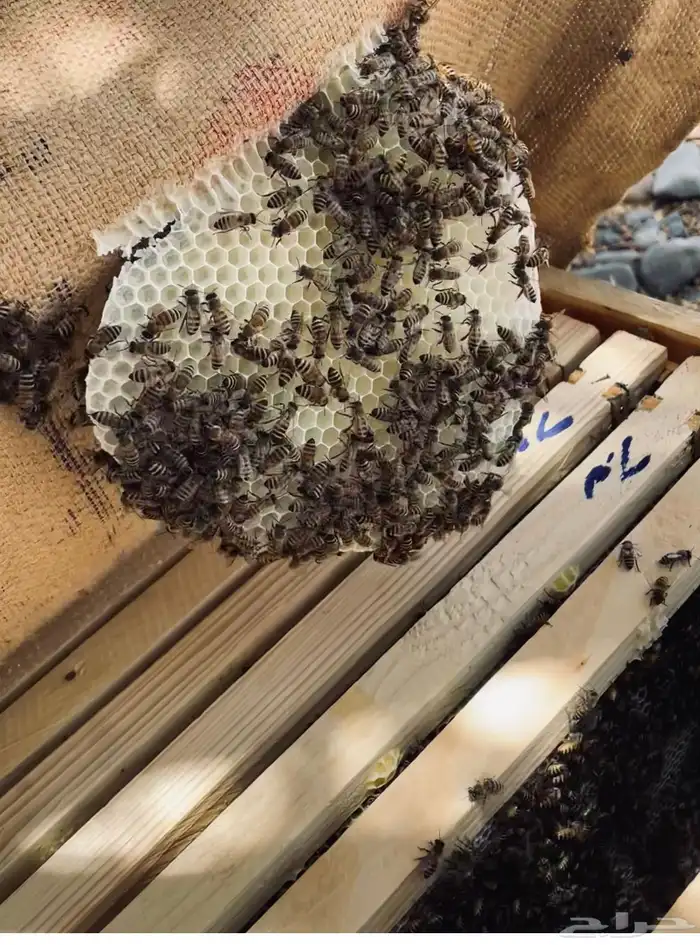 عسل سدر من انتاج مناحلنا (عرض خاص) 0