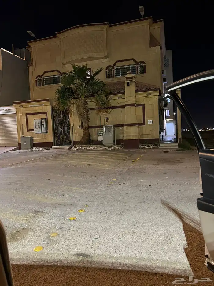 نخل واشنطني 3