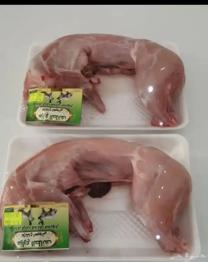 للبيع ارنب مذبوح 1