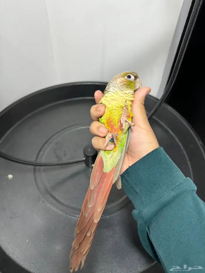 كنيور اناناس اليف هدد متكلم 3