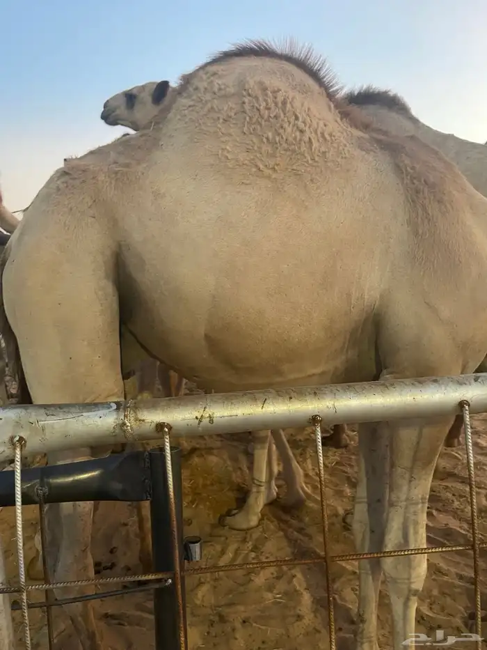 للبيع القعدان الكفو للمبادي وزواجات بلدي ومستورد يوجد توصيل 24