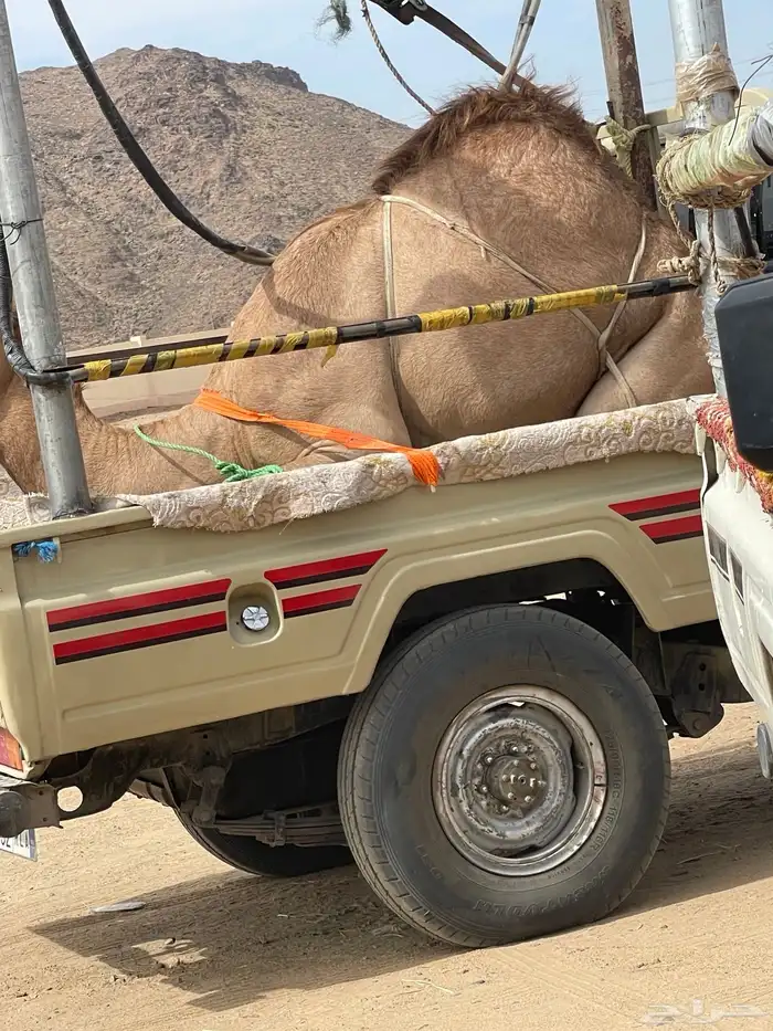 للبيع القعدان الكفو للمبادي وزواجات بلدي ومستورد يوجد توصيل 28