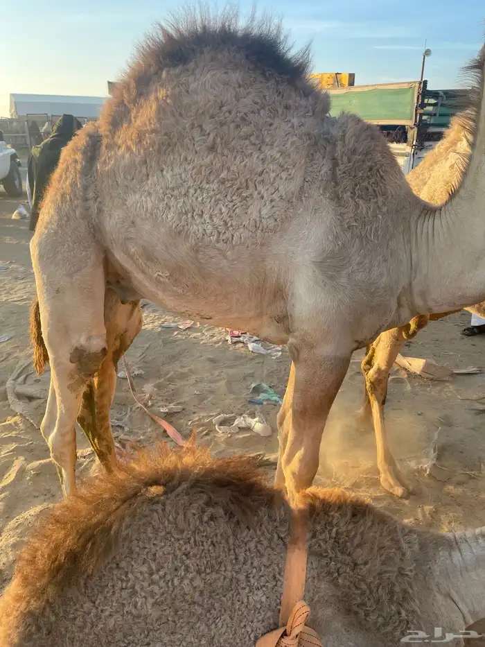 للبيع القعدان الكفو للمبادي وزواجات بلدي ومستورد يوجد توصيل 25