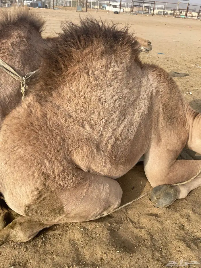 للبيع القعدان الكفو للمبادي وزواجات بلدي ومستورد يوجد توصيل 16