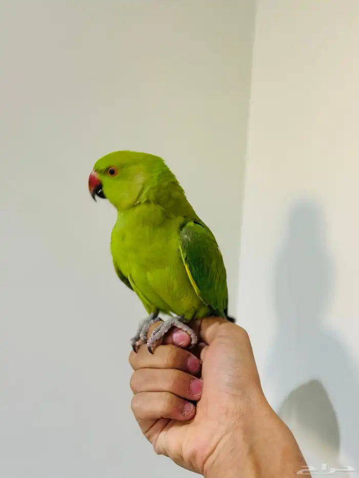 ببغاء دره اليف 0