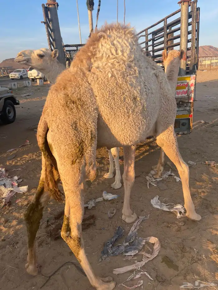 للبيع القعدان الكفو للمبادي وزواجات بلدي ومستورد يوجد توصيل 26