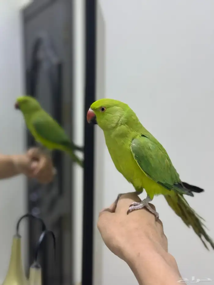 ببغاء دره اليف 3