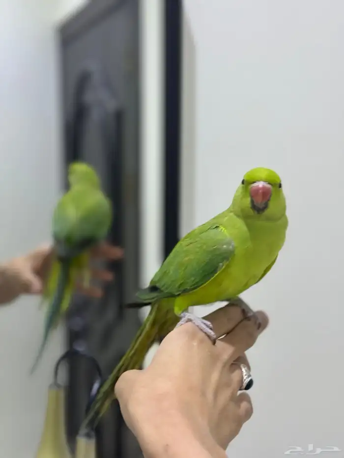 ببغاء دره اليف 2