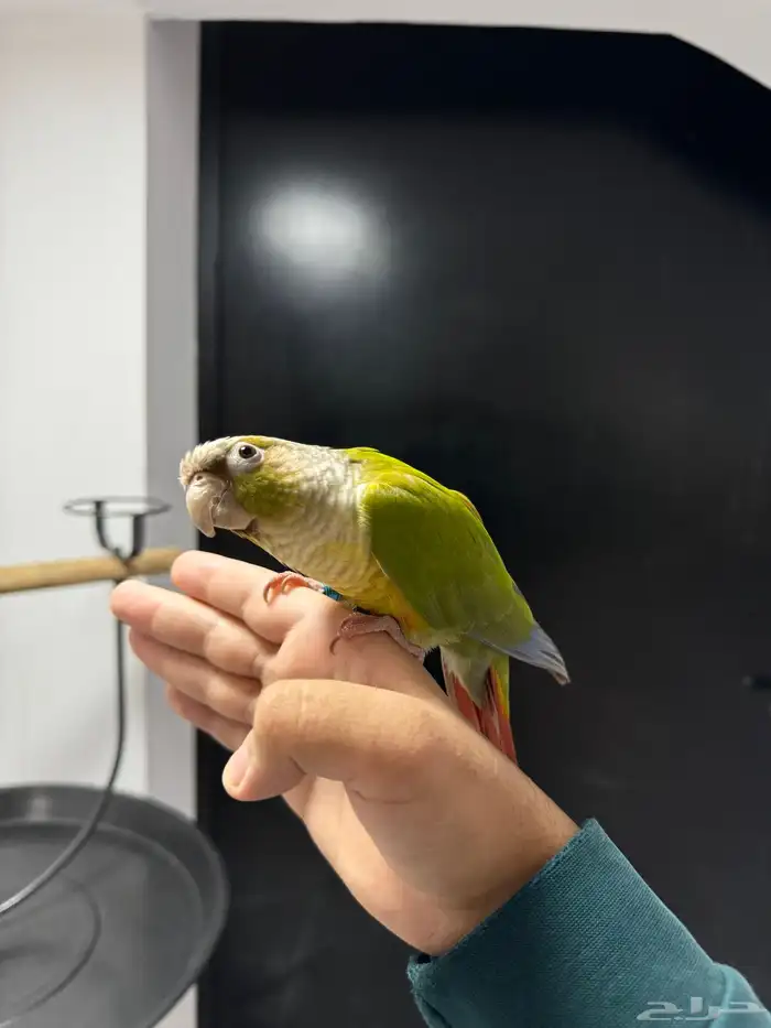 كنيور اناناس اليف هدد متكلم 1