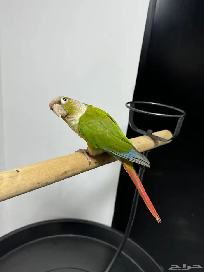 كنيور اناناس اليف هدد متكلم 0