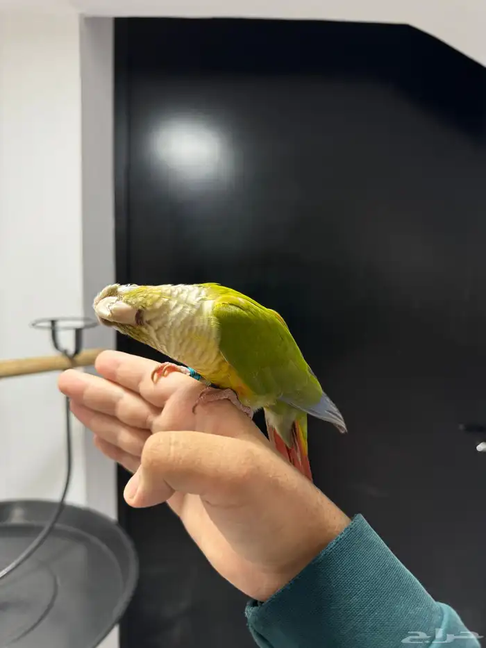 كنيور اناناس اليف هدد متكلم 2