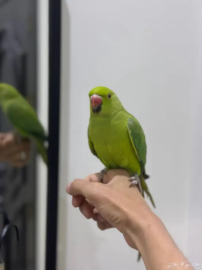 ببغاء دره اليف 1