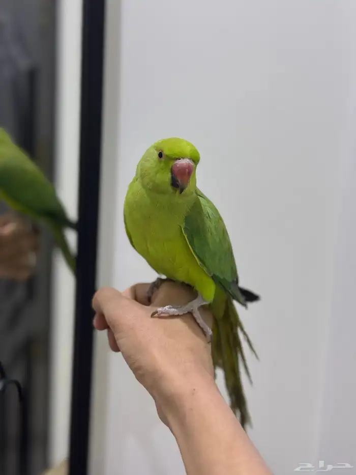 ببغاء دره اليف 4