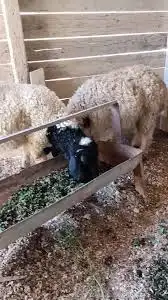 علف ازولا للحلال والدواجن والأسماك شبه مجاني 1