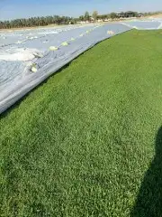 ابومحمد لبيع جميع انواع التيل الطبيعي الممتاز سي 2