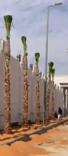 يتوجد الديناء جميع انواع انخيل العربي وازينه وشنطن 1