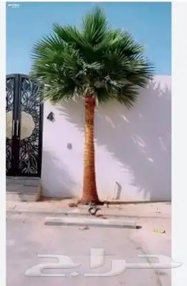 نخيل للبيع عربي واشنطني بجميع المقاسات 5