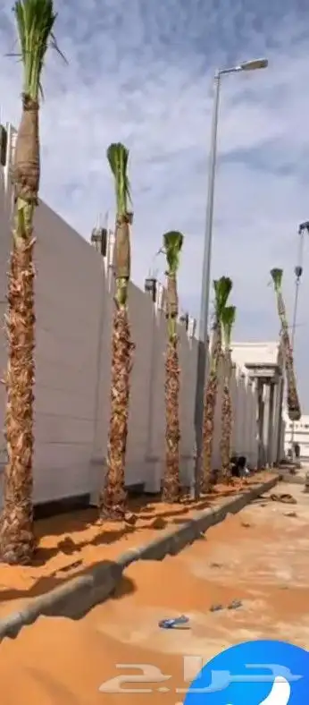 يتوجد الديناء جميع انواع انخيل العربي وازينه وشنطن 2