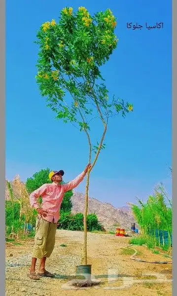 أشجار بالجمله . 0