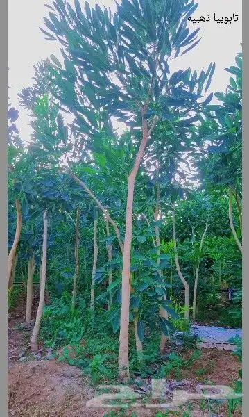 أشجار بالجمله . 4