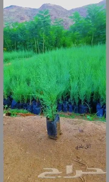 أشجار بالجمله . 3