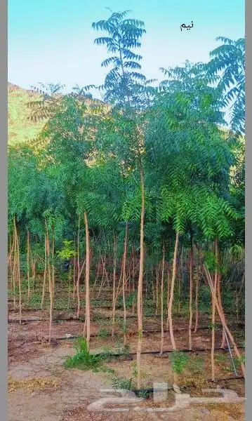 أشجار بالجمله . 2