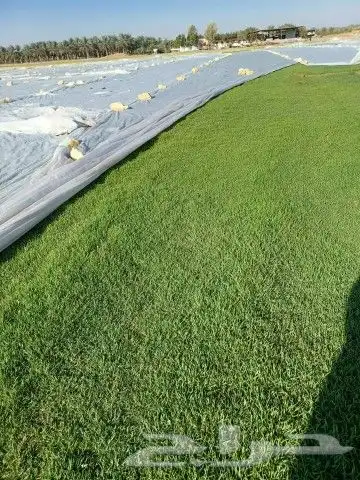 ابومحمد لبيع جميع انواع التيل الطبيعي الممتاز سي 0