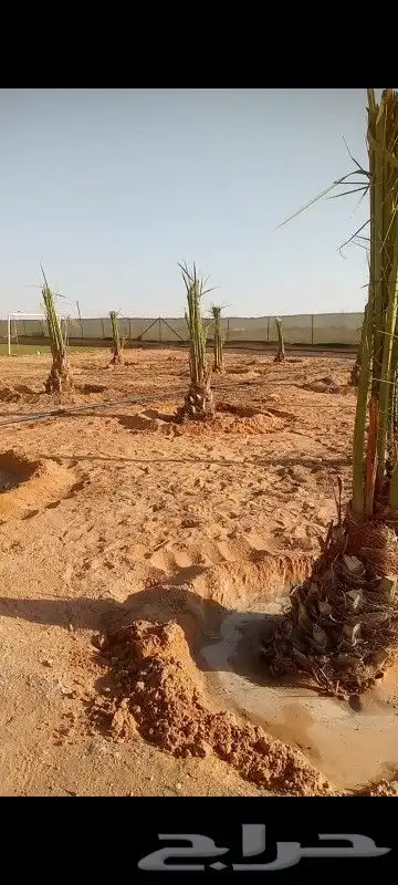 نخل اخلاص محمل 4