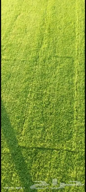 ثيل طبيعي سي 2000 فرنسي 5
