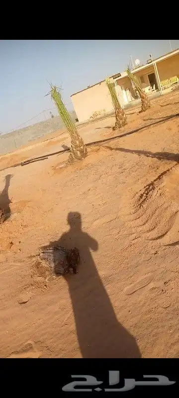 نخل اخلاص محمل 3