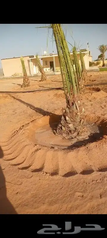 نخل اخلاص محمل 0