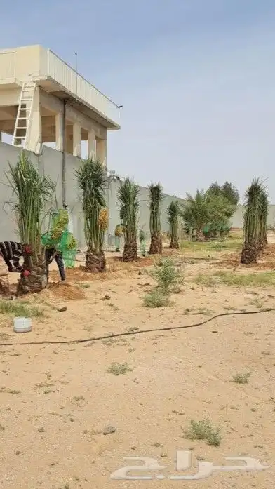 يتوجد الديناء جميع انواع انخيل العربي وازينه وشنطن 0