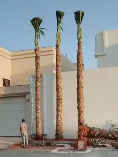 يتوجد الديناء جميع انواع انخيل العربي وازينه وشنطن 8