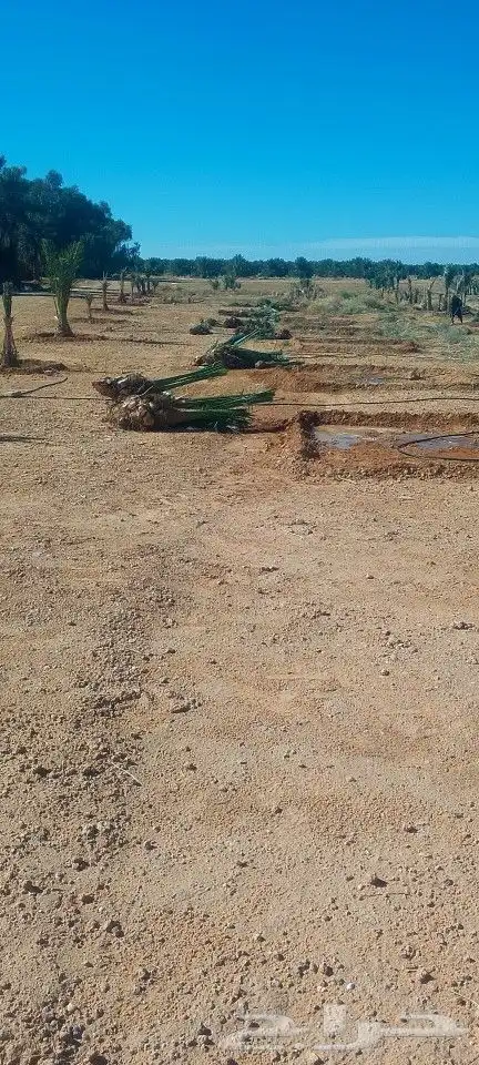 جميع شغل النخيل توريد وغراس 0