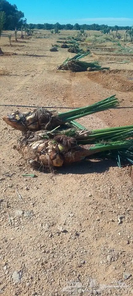 جميع شغل النخيل توريد وغراس 3