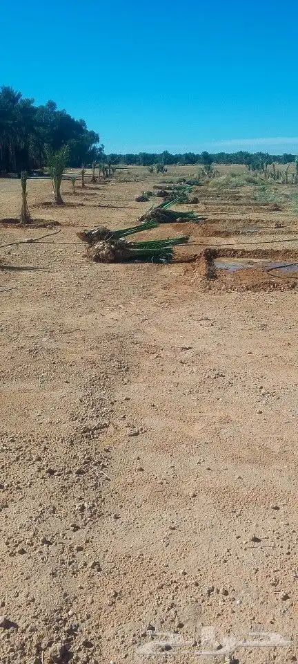 جميع شغل النخيل توريد وغراس 1