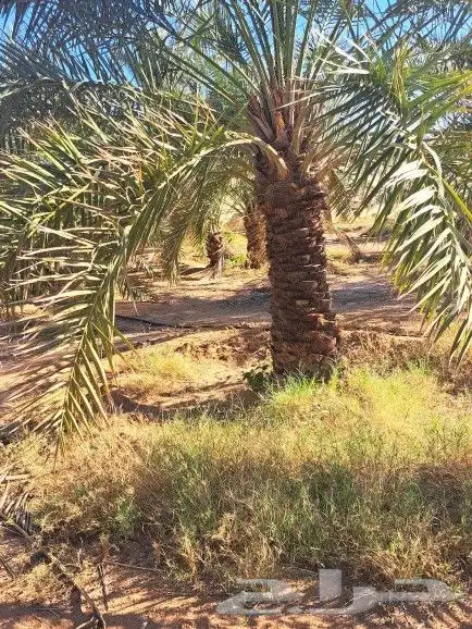 نخل لبيع عربي 7