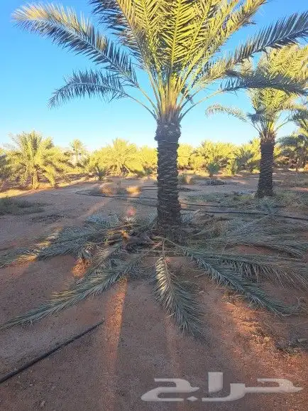 نخل لبيع عربي 6